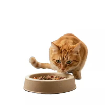 PetPro Disposable Molded Pulp Dog & Cat Feeding Bowls, 5 Pack - Image 7