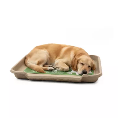 PetPro Disposable Molded Pulp Dog Bed, Large - Image 2