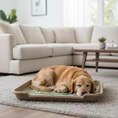 PetPro Disposable Molded Pulp Dog Bed, Large - Image 7