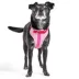 Wild One Adjustable Cushioned Dog Harness, Color and Size Vary image thumbnail 4