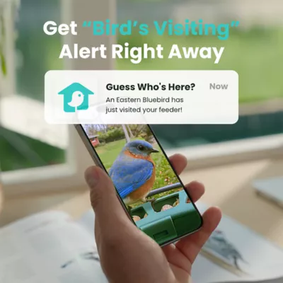 Birdfy Smart Bird Feeder 2 with Solar Panel - Image 2