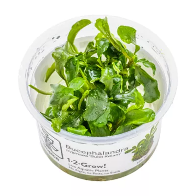 Tropica Bucephalandra Bukit Kelam Live Aquarium Plant for Fish Tanks - Image 1