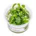 Tropica Bucephalandra Bukit Kelam Live Aquarium Plant for Fish Tanks image thumbnail 1