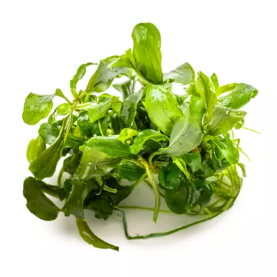 Tropica Bucephalandra Bukit Kelam Live Aquarium Plant for Fish Tanks - Image 2