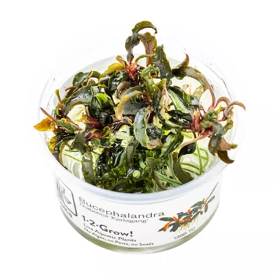 Tropica Bucephalandra Kedagang Live Aquarium Plant for Fish Tanks - Image 1