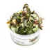 Tropica Bucephalandra Kedagang Live Aquarium Plant for Fish Tanks image thumbnail 1