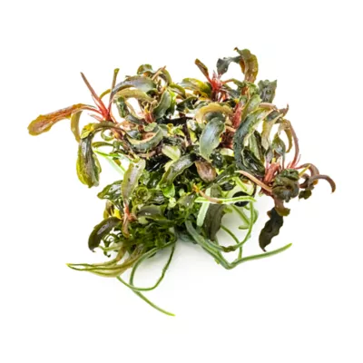 Tropica Bucephalandra Kedagang Live Aquarium Plant for Fish Tanks - Image 2