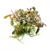 Tropica Bucephalandra Kedagang Live Aquarium Plant for Fish Tanks image thumbnail 2