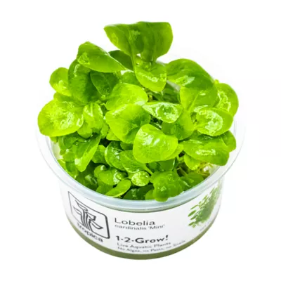 Tropica Lobelia Cardinalis Mini Live Aquarium Plant for Fish Tanks - Image 1