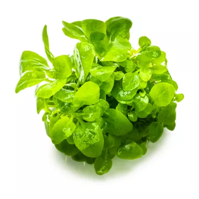 Tropica Lobelia Cardinalis Mini Live Aquarium Plant for Fish Tanks - Image 2