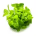 Tropica Lobelia Cardinalis Mini Live Aquarium Plant for Fish Tanks image thumbnail 2
