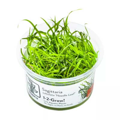 Tropica Sagittaria subulata Needle Leaf Live Aquarium Plant for Fish Tanks - Image 1