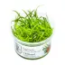 Tropica Sagittaria subulata Needle Leaf Live Aquarium Plant for Fish Tanks image thumbnail 1
