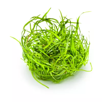 Tropica Sagittaria subulata Needle Leaf Live Aquarium Plant for Fish Tanks - Image 2