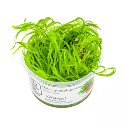 Tropica Najas guadalupensis Guppy Grass Live Aquarium Plant for Fish Tanks - Image 1