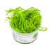 Tropica Najas guadalupensis Guppy Grass Live Aquarium Plant for Fish Tanks image thumbnail 1