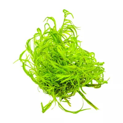 Tropica Najas guadalupensis Guppy Grass Live Aquarium Plant for Fish Tanks - Image 2