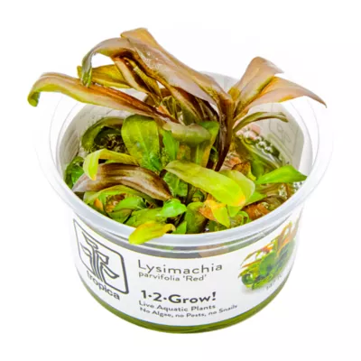 Tropica Lysimachia Red Live Aquarium Plant for Fish Tanks - Image 1