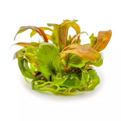 Tropica Lysimachia Red Live Aquarium Plant for Fish Tanks - Image 2
