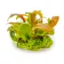 Tropica Lysimachia Red Live Aquarium Plant for Fish Tanks image thumbnail 2