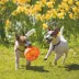 KONG Jumbler Ball Assorted XL image thumbnail 2