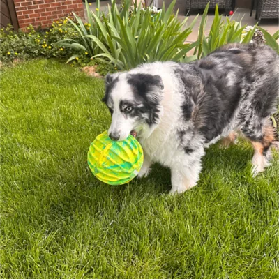 KONG Flexball Sport Ball XL Dog Toy - Image 2