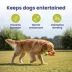 PawsPik Carrot Textured Natural Rubber Squeaker & Crinkle Dog Chew Toy, 9.5 in image thumbnail 7
