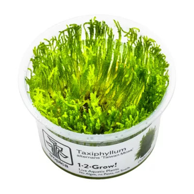 Tropica Taxiphyllum Taiwan Moss Live Aquarium Plant for Fish Tanks - Image 1