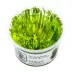 Tropica Taxiphyllum Taiwan Moss Live Aquarium Plant for Fish Tanks image thumbnail 1