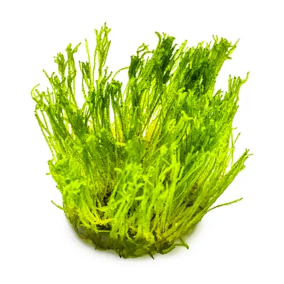 Tropica Taxiphyllum Taiwan Moss Live Aquarium Plant for Fish Tanks - Image 2