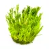 Tropica Taxiphyllum Taiwan Moss Live Aquarium Plant for Fish Tanks image thumbnail 2
