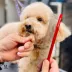 Warren London Detangling Strong 10 Inch Comb For Stubborn Dog Tangles & Mats image thumbnail 6