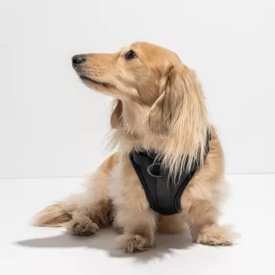 Wild One Adjustable Cushioned Dog Harness, Color and Size Vary - Image 3