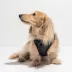 Wild One Adjustable Cushioned Dog Harness, Color and Size Vary image thumbnail 3