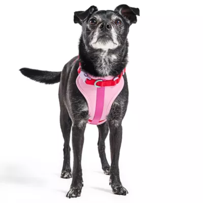 Wild One Adjustable Cushioned Dog Harness, Color and Size Vary - Image 4