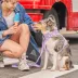 Wild One Adjustable Cushioned Dog Harness, Color and Size Vary image thumbnail 4