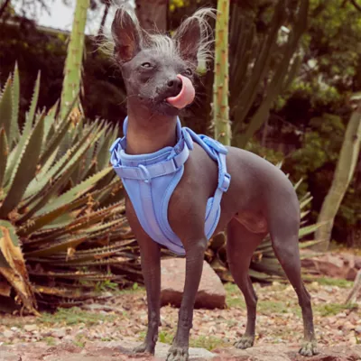 Wild One Adjustable Cushioned Dog Harness, Color and Size Vary - Image 4
