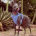 Wild One Adjustable Cushioned Dog Harness, Color and Size Vary image thumbnail 4