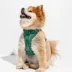 Wild One Adjustable Cushioned Dog Harness, Color and Size Vary image thumbnail 3