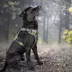 FIDA No Pull Dog Harness image thumbnail 8
