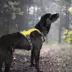 FIDA No Pull Dog Harness image thumbnail 8