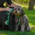 Wild One Dog Collar, Adjustable, Size and Color Vary image thumbnail 4