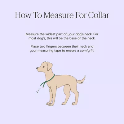 Wild One Dog Collar, Adjustable, Size and Color Vary - Image 7