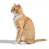 Wild One Breakaway Cat Collar Bubble Gum image thumbnail 4