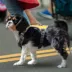 FIDA No Pull Dog Harness image thumbnail 8