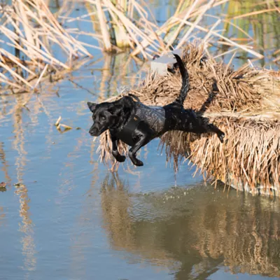 Browning® Waterproof 5mm Neoprene Dog Vest for Waterfowl Hunting & Cold Water - Image 10