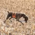 Browning® Water-Resistant Dog Chest Protection Vest with Reflective Accents image thumbnail 7