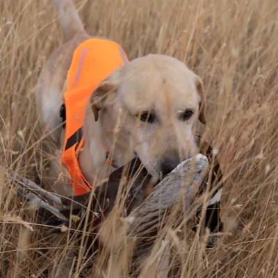 Browning® Waterproof Blaze Orange Dog Safety Vest with Reflective Accents - Image 7