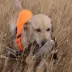 Browning® Waterproof Blaze Orange Dog Safety Vest with Reflective Accents image thumbnail 7