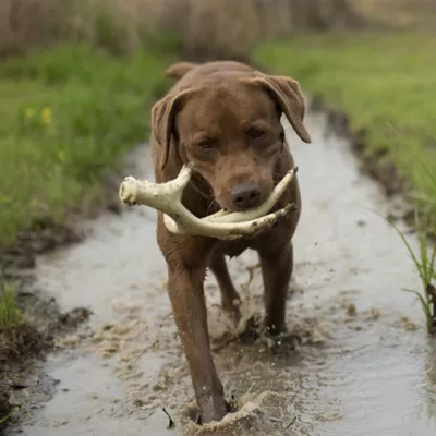 Browning® Antler Dog Chew Toy - Image 5